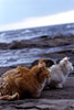 江ノ島の野良猫画像2
