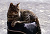 江ノ島の野良猫画像3