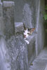 江ノ島の野良猫画像4