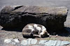 江ノ島の野良猫画像5