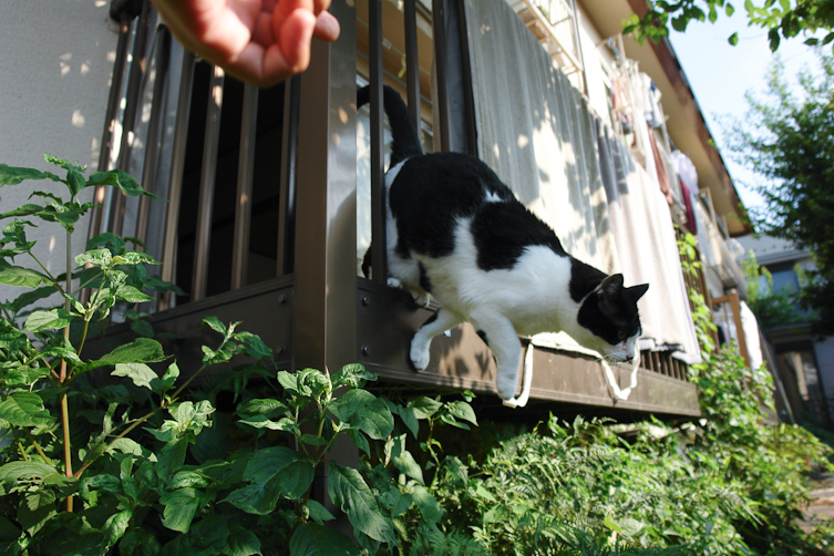 沖縄タウン猫画像1